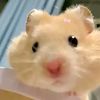chomphunuchrakdee