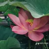 toilanav893919