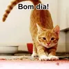 josemachado3586