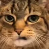 nhinf.con.cacj.gif