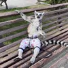lemur_semen