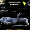 blackcobrakingspain0