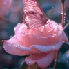 eman.khan2650