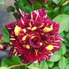 md.ruhul4957