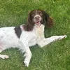 winstonindevon