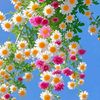 sathee019