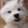 zyzynomnom