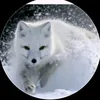 shadow_therian012