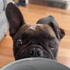 oscar..banawich