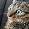 sneezykitty8