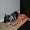 doggyandfroggy1