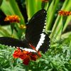 madam.butterfly951