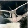 paw.lazj