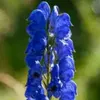 aconitumnapellus87