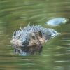 theferalbeaver