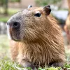 CAPYBARA