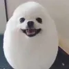 eggdog._.skibidi0