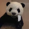 mai_phuong123hp