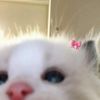 aicyn.saa