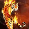 tran.vu.duc.duong