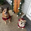 dogsaregreat6