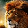 hamdi.habib7