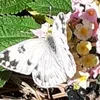 farfalla386