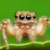 zoo_33397