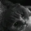 thurr_22135