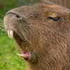 capybara7340