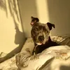rosh.thestaffy