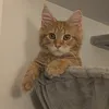 paitoonthemainecoon