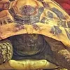 tortoise.named.ta