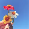 zahraa_alsham