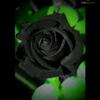 black_rose0716