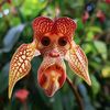 elchuchu.2018