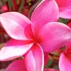 sarah.guimares.fe