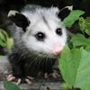 Werling Wildlife Rehab