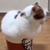 ilavakitty