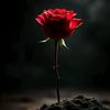 zainhassan30222