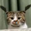 dat_130600