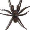 helloiamaspider
