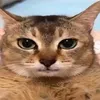 meow_12.4