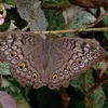 bigtommopanosa