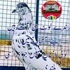 lashari.baloch363