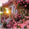 razan.ayman0