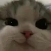 capy.con