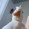 haiiduongghi