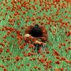 chamomile_chamomile7