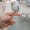 md.rafiul.islam611